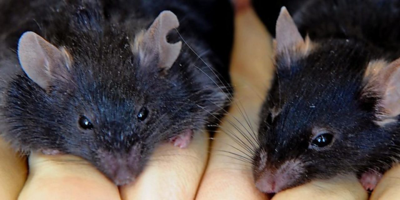 Genschere bekämpft Übergewicht – zumindest bei Mäusen