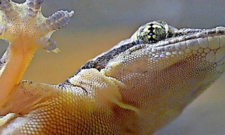 Warum Geckos übers Wasser laufen können