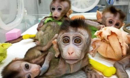 Erstmals mehrere genveränderte Affen geklont