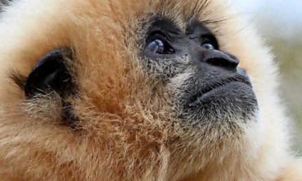 Gibbon ist Zootier des Jahres 2019