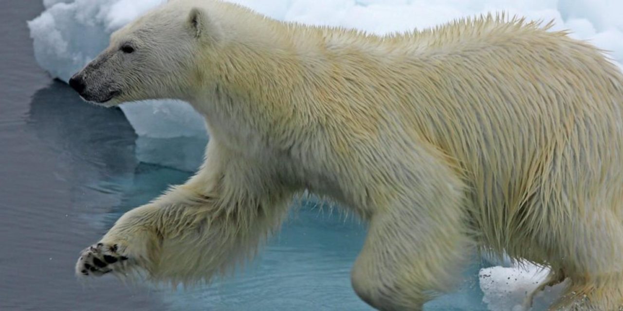 Invasion der Eisbären: „Der Klimawandel ist schuld an der Misere“