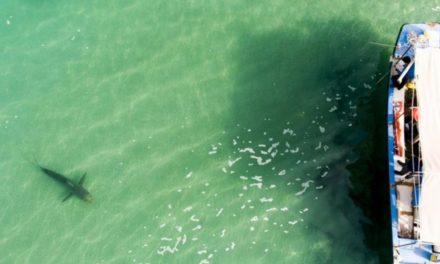 Vor Israels Küste tummeln sich massenhaft Haie