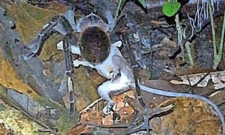 Schrecken des Amazonas: Vogelspinne tötet Beutelratte