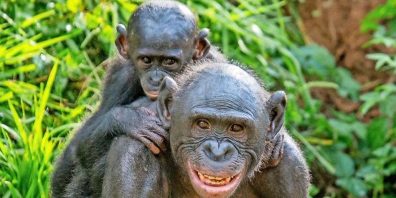 So unterschiedlich reagieren Affen auf Kamerafallen