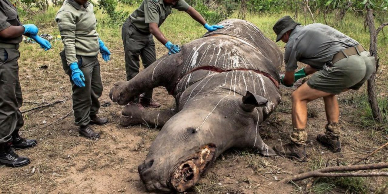 Vorwürfe gegen WWF: „Sich selbst immensen Schaden zugefügt“