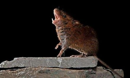 Was singende Mäuse mit einem Gespräch zwischen zwei Menschen zu tun haben
