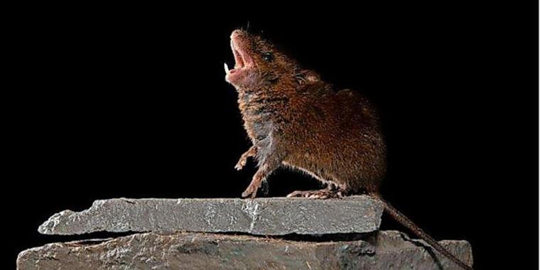 Was singende Mäuse mit einem Gespräch zwischen zwei Menschen zu tun haben