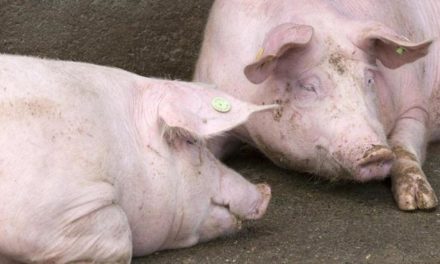 Grundschule will Hausschweine vor den Augen von Kindern schlachten