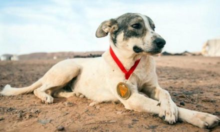 Straßenhund läuft Sahara-Ultramarathon mit – und belegt Platz 52