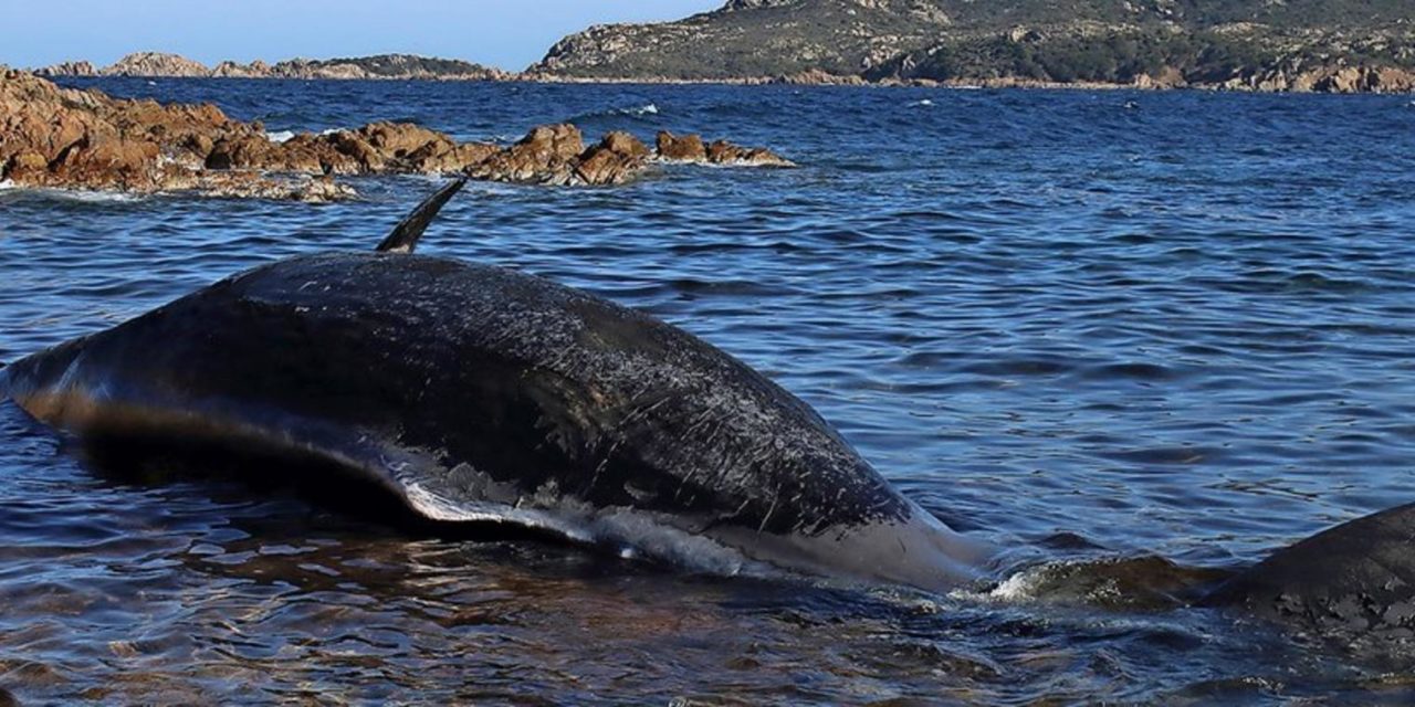 Warum Plastikmüll für Wale so gefährlich ist