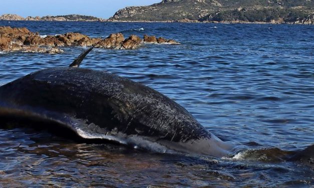 Warum Plastikmüll für Wale so gefährlich ist
