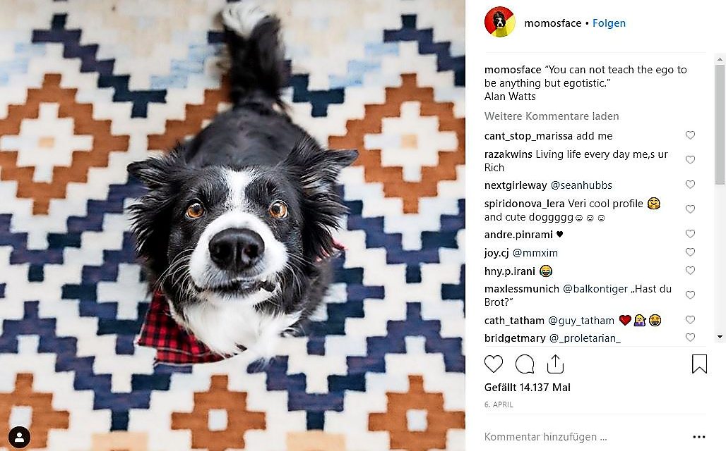 Momosface auf Instagram: Ein Hunde-Leben auf Instagram