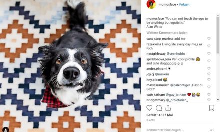 Momosface auf Instagram: Ein Hunde-Leben auf Instagram