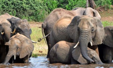 Botsuana gibt Elefanten wieder zum Abschuss frei