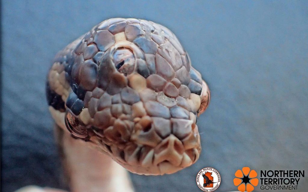 Mutation: Dreiäugige Schlange auf australischem Highway entdeckt