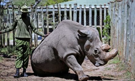 Tierschützer: „Nashorn-Krise wird immer dramatischer“