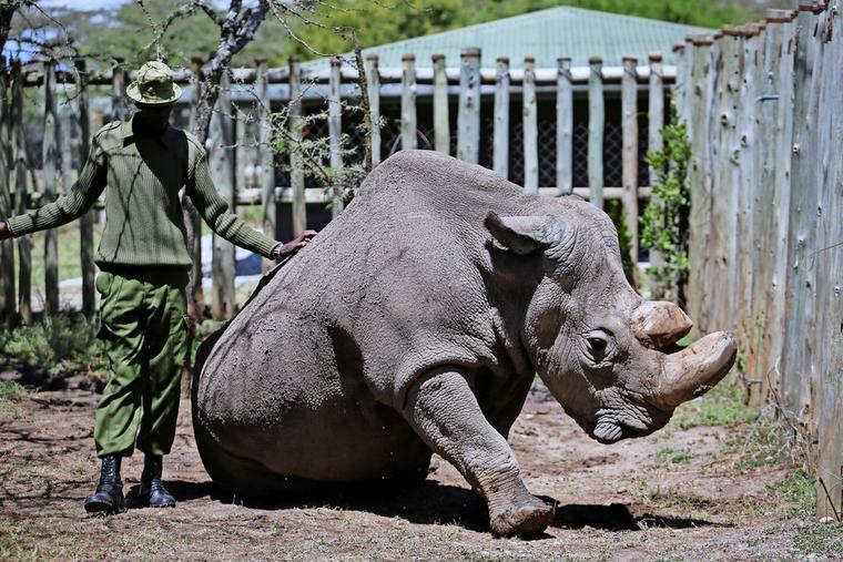 Tierschützer: „Nashorn-Krise wird immer dramatischer“