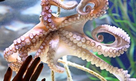 Influencerin will lebendigen Oktopus essen – doch der beißt zurück