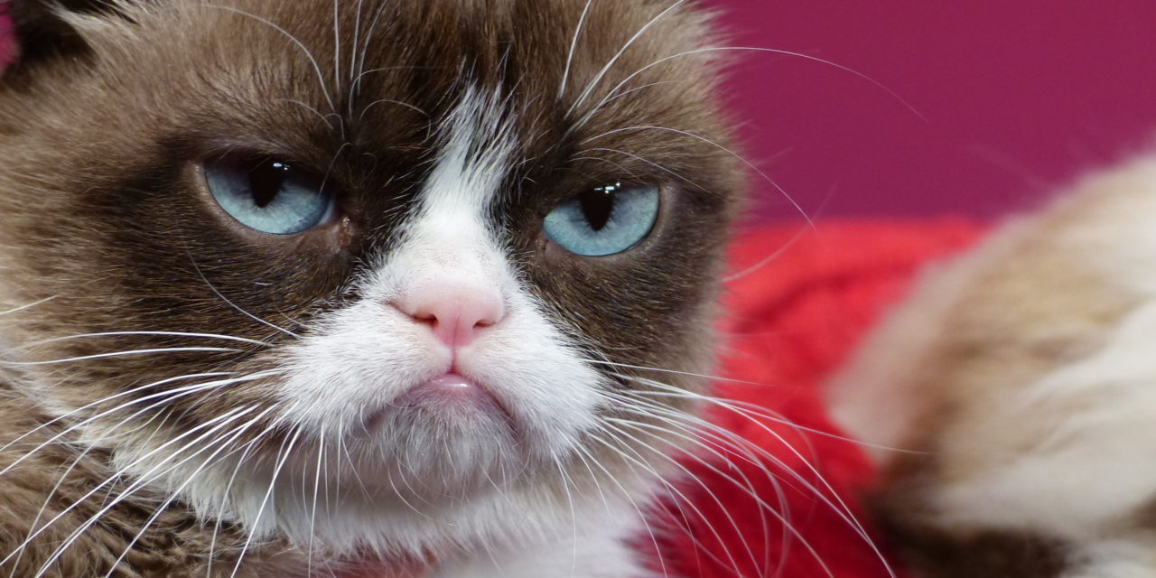 Grumpy Cat ist tot: Darum werden wir sie vermissen