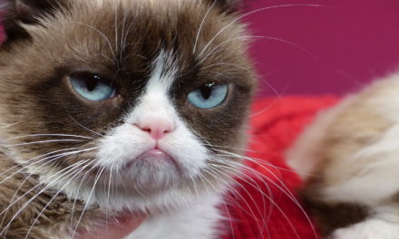 Grumpy Cat ist tot: Darum werden wir sie vermissen