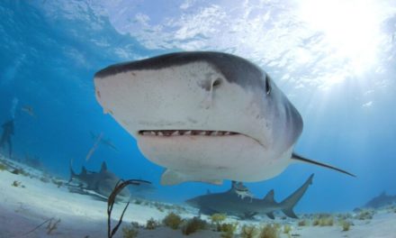 Bahamas-Urlauberin (21) beim Schnorcheln von Haien getötet