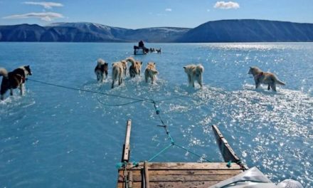 Hohe Temperaturen: Meereis in Grönland schmilzt rasant