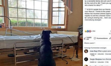 Trauriges Foto geht um die Welt: Hund wartet an Krankenhausbett auf verstorbenen Besitzer