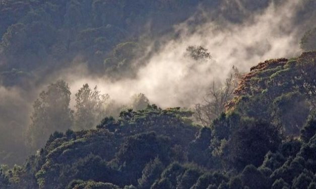 Rekord: Äthiopien pflanzt an einem Tag mehr als 350 Millionen Bäume