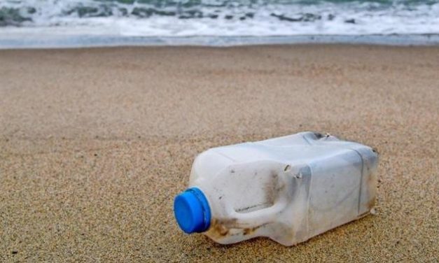 Tierischer Umweltschützer: Hund sammelt 3000 Plastikflaschen am Strand