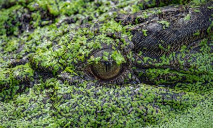 Polizei warnt vor Alligatoren im Drogenrausch
