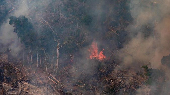 Ein verbrannter Ameisenbär wird zum Symbol der Amazonas-Katastrophe