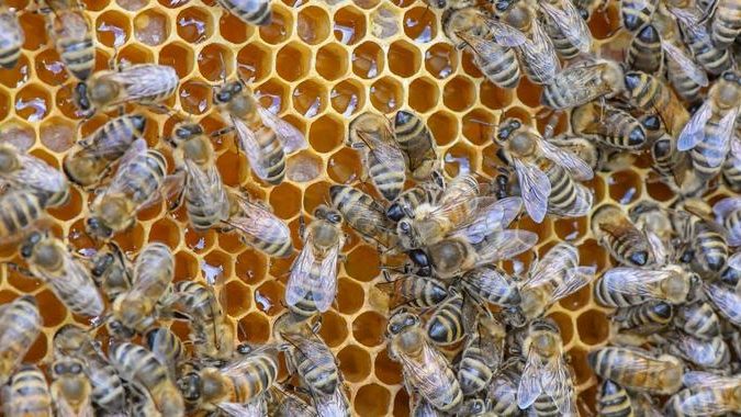 Mann sitzt 82 Tage unschuldig im Gefängnis – weil Zollbeamte Honig für Drogen halten