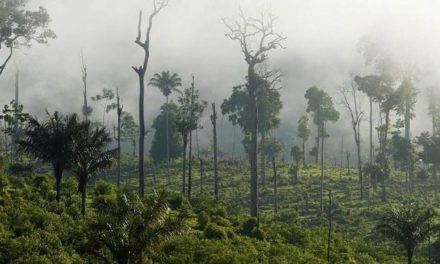#PrayforAmazonia: Brasiliens Regenwald steht in Flammen – im Netz formiert sich Protest