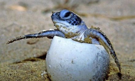 Schildkröten bestimmen ihr Geschlecht im Ei selbst