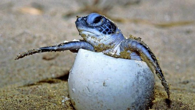 Schildkröten bestimmen ihr Geschlecht im Ei selbst