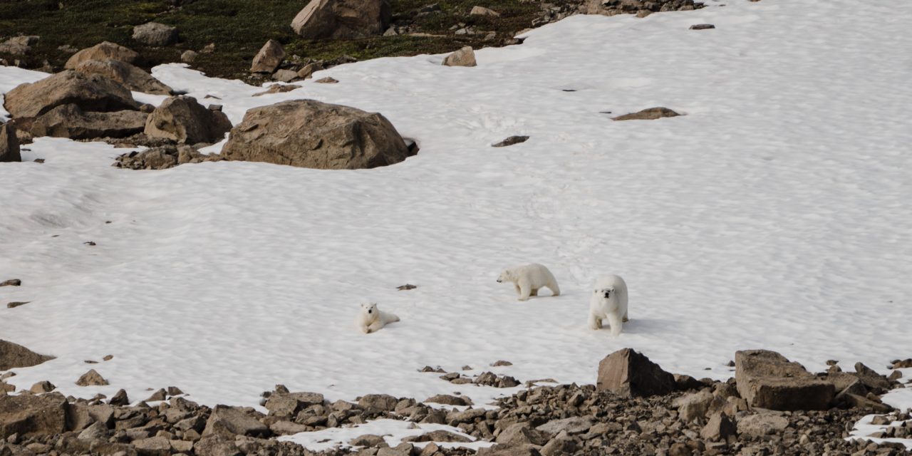 Ausgehungerte Eisbären kommen Siedlungen erneut nahe
