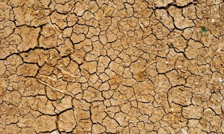 Wenn die Erde Durst hat: Folgen der weltweiten Dürrekrise