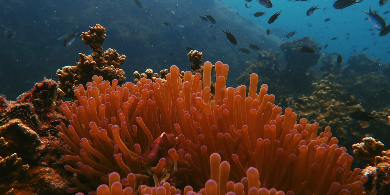 Bedrohte Riffe: Klimawandel verursacht Korallensterben