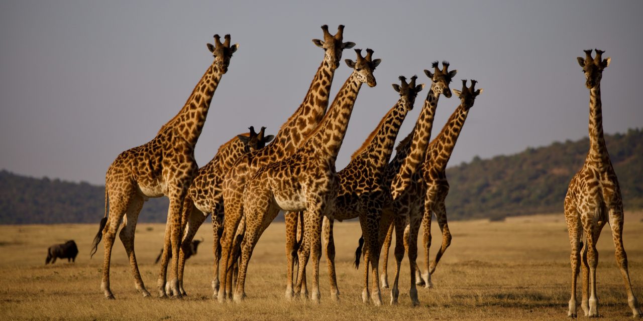 Artenschutz-Konferenz fordert: Keine Jagd auf Giraffen