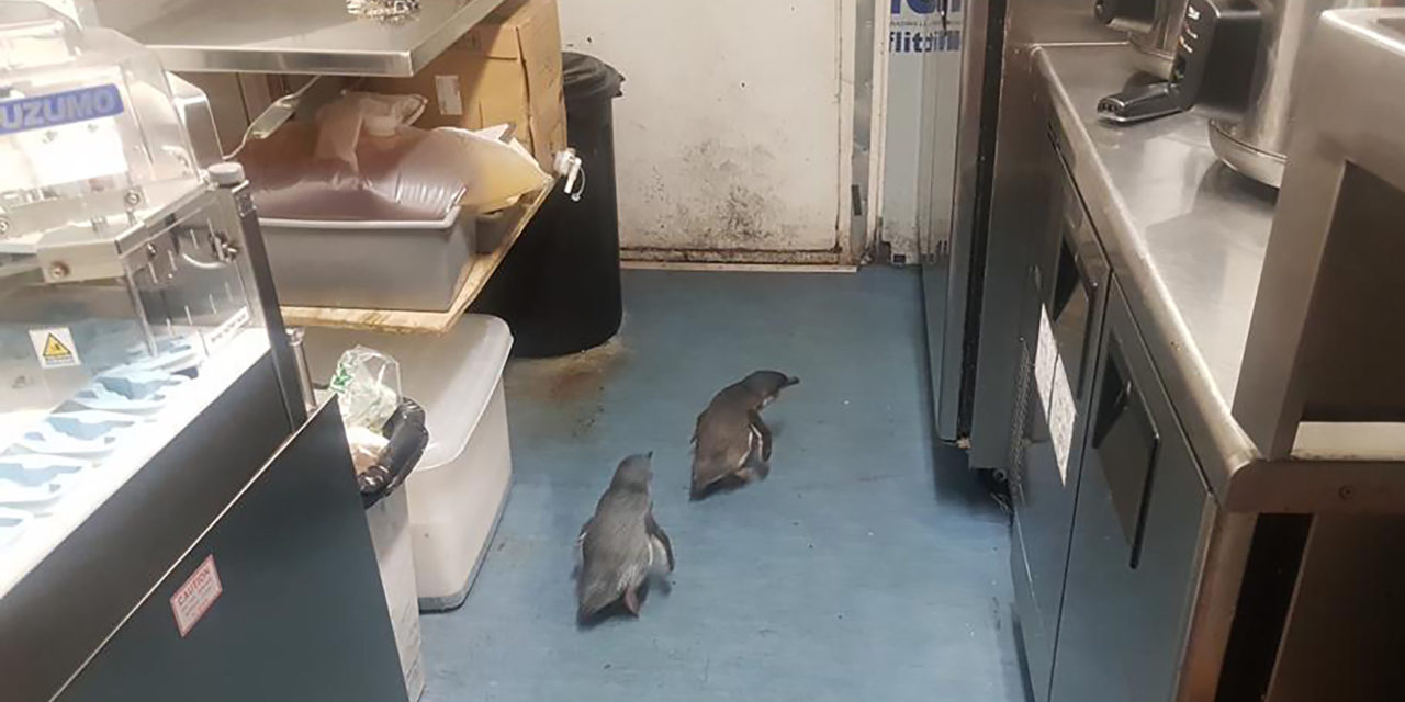 Schon wieder: Pinguine im Stadtzentrum von Wellington unterwegs