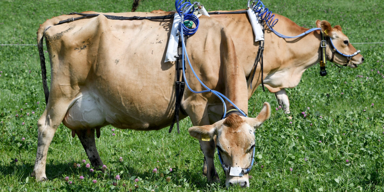 Rülpsen für das Klima: Der Abgastest für Kühe