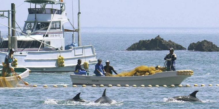 Japan macht wieder Jagd auf Delfine: Tierschützer gegen blutige Tradition