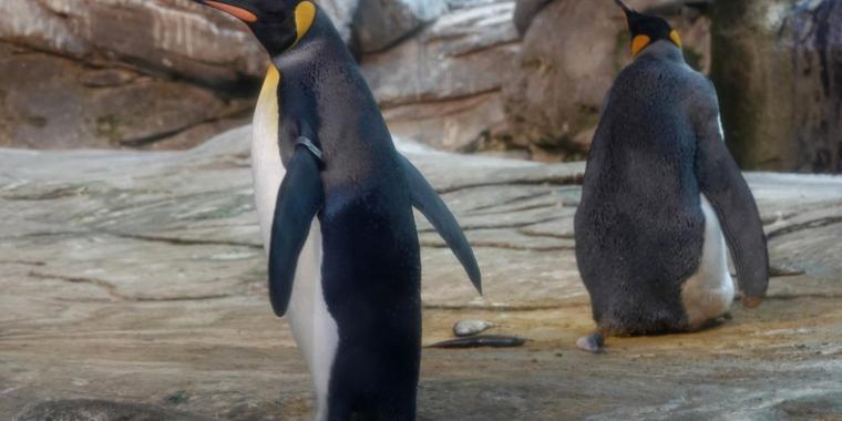 Keine Hoffnung mehr auf Nachwuchs: Schwules Pinguin-Paar in Berlin beendet Brut