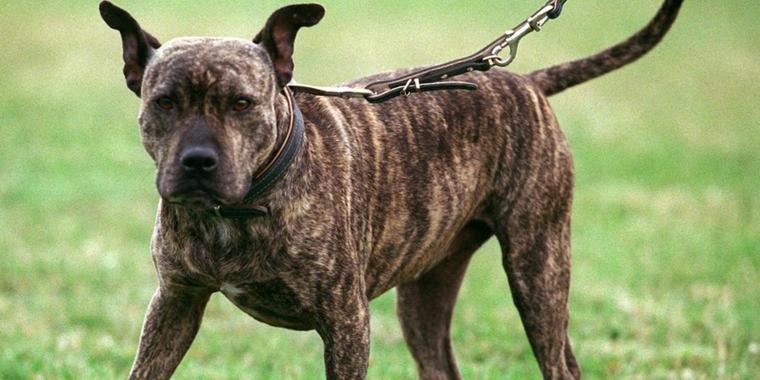 Polizisten wollen Kampfhund beschlagnahmen – Besitzer rastet aus