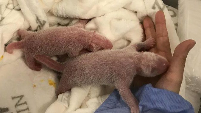Berliner Zoo: Meng Meng bringt zwei Panda-Babys zur Welt