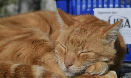 „Dienstkater ehrenhalber”: “Campus Cat” Leon soll Ehrentitel erhalten