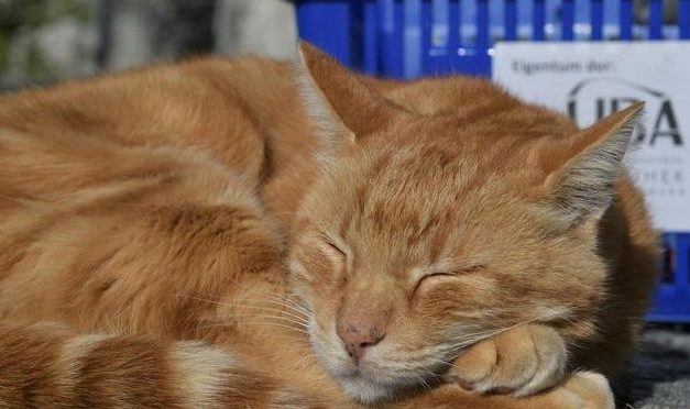 „Dienstkater ehrenhalber”: “Campus Cat” Leon soll Ehrentitel erhalten