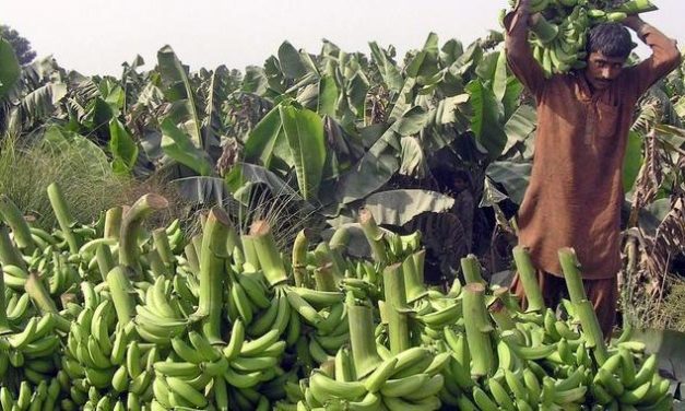 Klimawandel und Krankheiten bedrohen Bananenernte