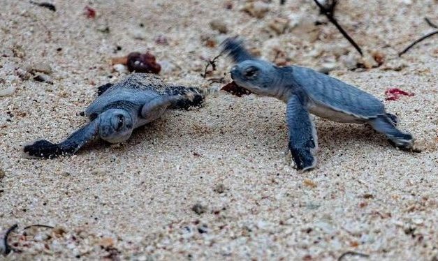 Schutzmaßnahmen in Costa Rica: Aktivisten retten Baby-Schildkröten