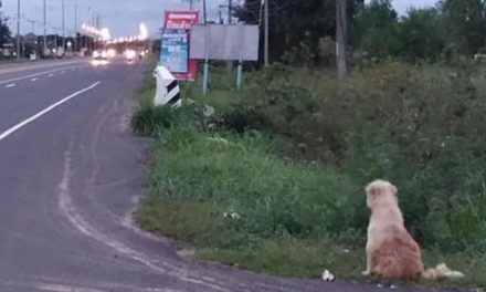 Treuer Hund wartet vier Jahre lang an Straße auf sein Frauchen